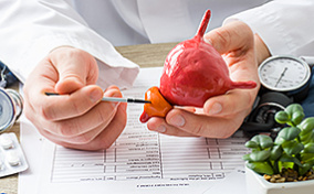 A doctor holds a red model of a prostate in their hands. 