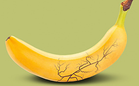 A banana with a darkened and swollen vein.