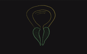 A feint drawing of a prostate is on top of a black background.