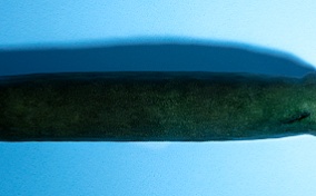 A green zucchini with a circumcision scar.