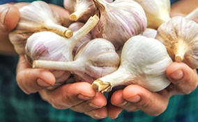 A-pair-of-hands-holds-several-garlic-bulbs