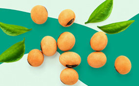 Soy beans sit next to leaves against a green background.