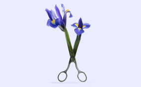 Purple flowers grow out of the sheers of a pair of metal scissors. 