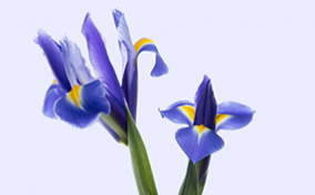 Purple flowers grow out of the sheers of a pair of metal scissors. 