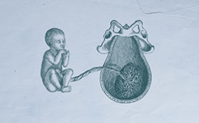 A sketched fetus and uterus next to one another are joined by a umbilical cord.
