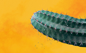 The end of a green cactus has only a few water drops coming from it against a yellow background.