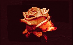 A rose petal lit by an orange light against a red background and is wilting at the bottom.
