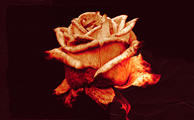 A rose petal lit by an orange light against a red background and is wilting at the bottom.
