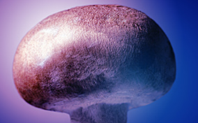 A mushroom is lit with a pinkish light against a dark blue background.