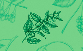 A branch of dark green Ashwagandha leaves sits against a lighter green background with more Ashwagandha branches.