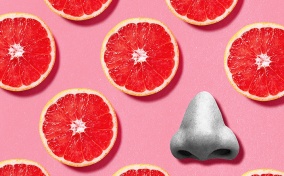 Slices of grapefruit lay against a pink background next to a grey nose.