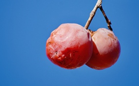 Two slightly shriveled, red fruits, hang side by side from a branch with the blue sky behind,