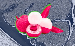 A pile of red and white lychee are over a black and white cross-section cells under a microscope.