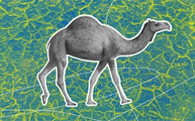 A grey camel is walking against a blue and green patterned background.