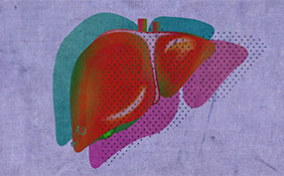 A red liver is casting a pink shadow and a teal shadow against a purple background.
