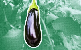 A hanging purple eggplant outlined in white is in front of faded green leaves. 