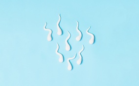 Eight sperm cells are swimming downward along a blue surface.