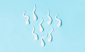 Eight sperm are swimming downward along a baby blue surface.
