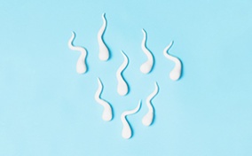 Eight sperm are swimming downward along a baby blue surface.