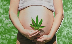 A person holds a weed leaf over their pregnant belly. 