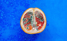 Half of an orange lays upright against a blue surface with discoloration and mold on it.