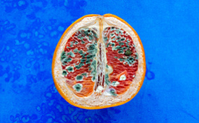 Half of an orange lays upright against a blue surface with discoloration and mold on it.