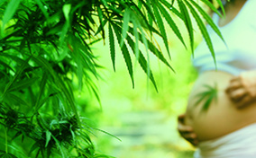 A pregnant woman stands behind a cannabis plant holding her belly with one hand and a cannabis leaf in the other.