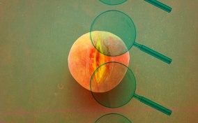 A peach has a large cut down the center of it as a patter of green magnifying glasses layer over it.