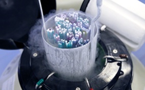 A container full of frozen embryo tubes is lifted from a canister of liquid nitrogen.
