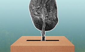 A placenta lowers chord first into a brown donation box.