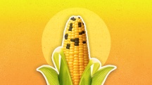 yellow corn cob with some black kernels on top tip on yellow sunny background