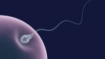 A human sperm presses into an embryho.